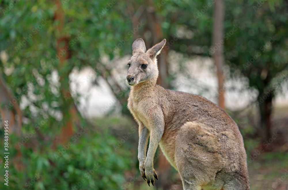 Kangaroo in profile - Anglesea, Victoria, Australia