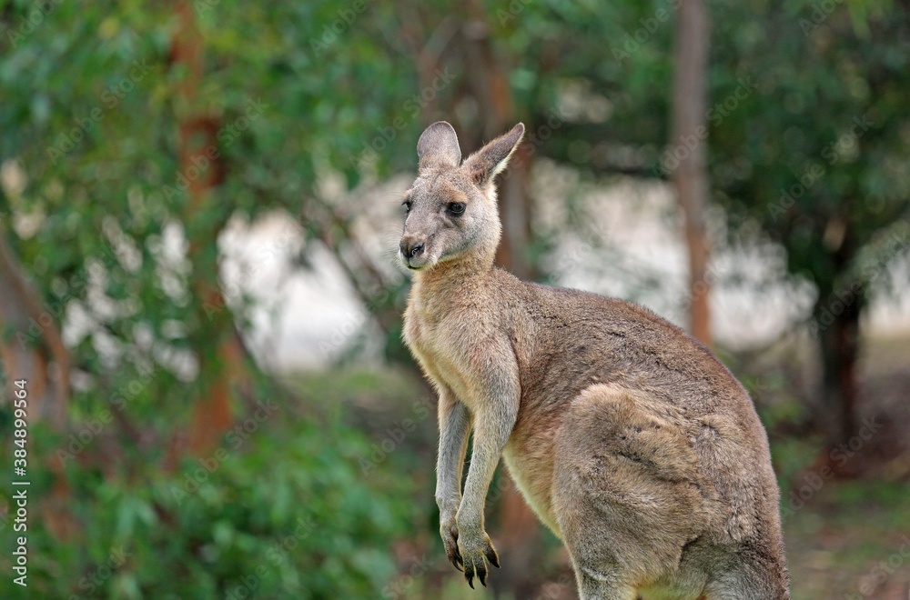 Kangaroo in profile - Anglesea, Victoria, Australia Kangaroo in profile - Anglesea, Victoria, Australia