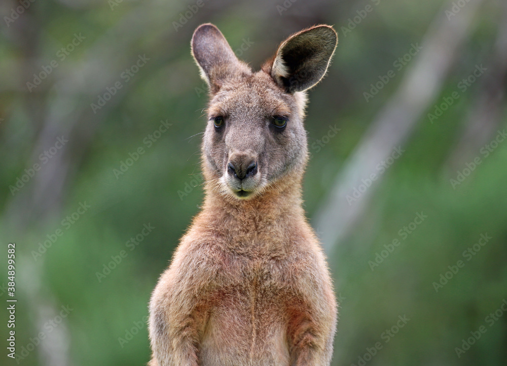 Kangaroo portrait - Anglesea, Victoria, Australia