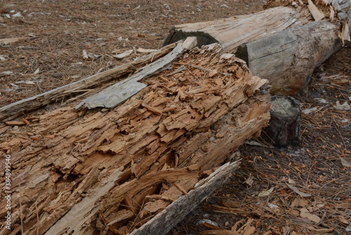 Wallpaper Mural Winter forest with fallen tree Torontodigital.ca