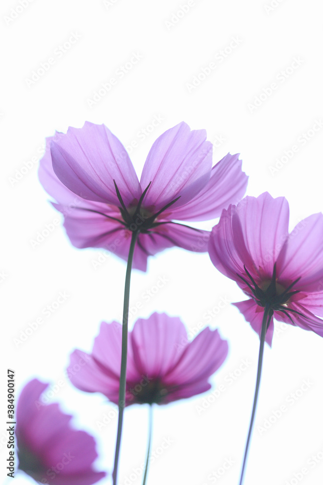 Fototapeta premium コスモス