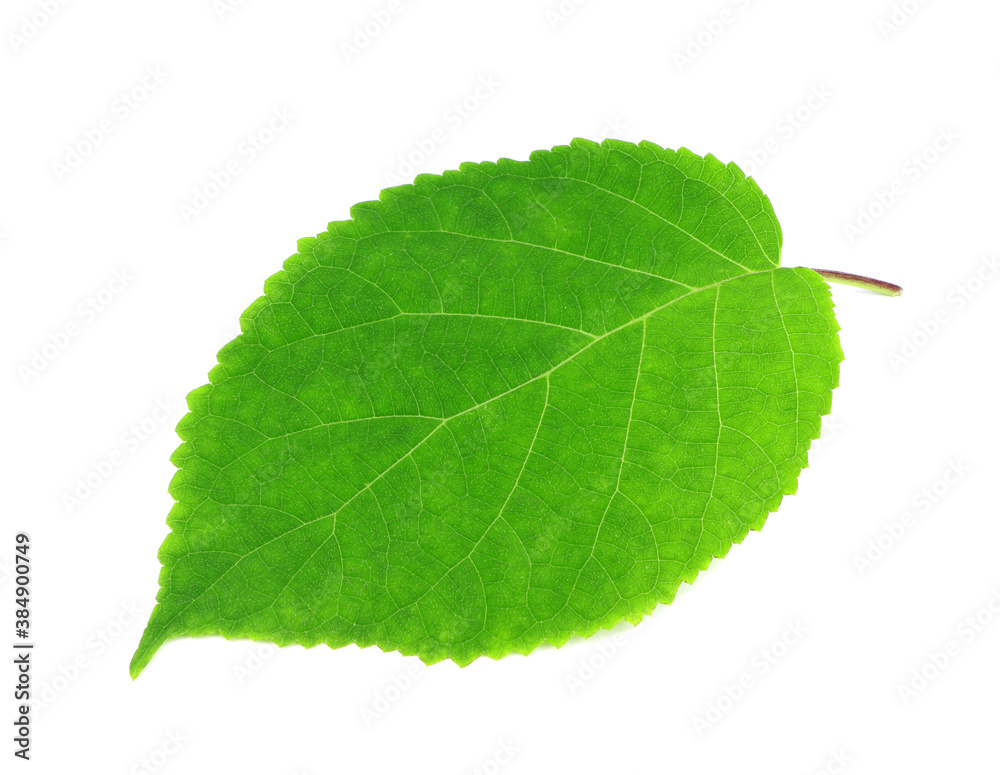 Fototapeta premium Green leaves isolated on a white background