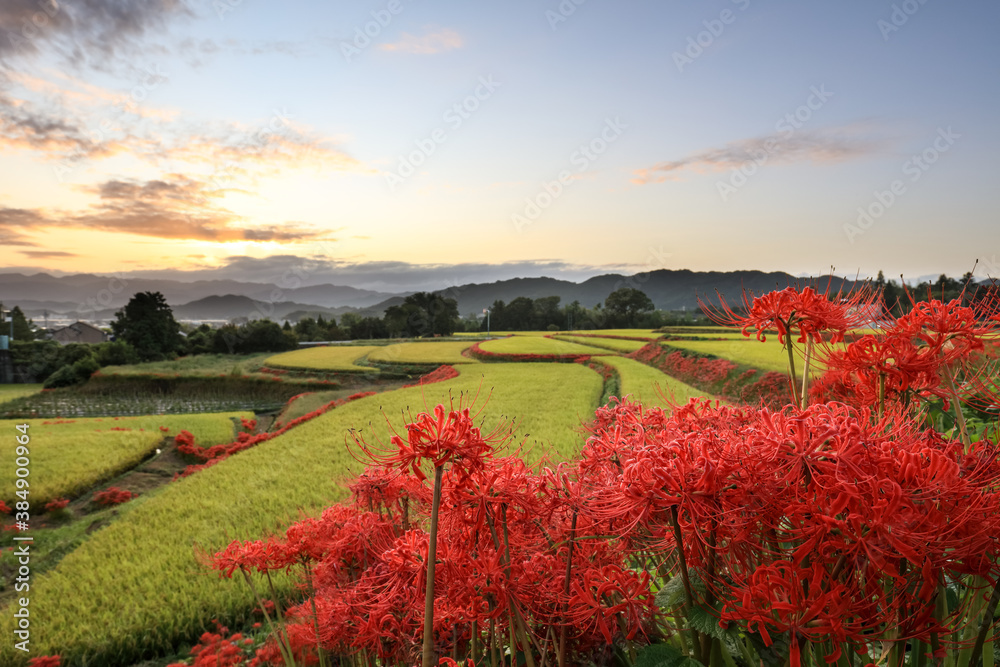 日本の棚田に咲く彼岸花の朝の風景