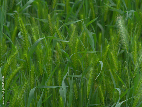pasto y maleza verde