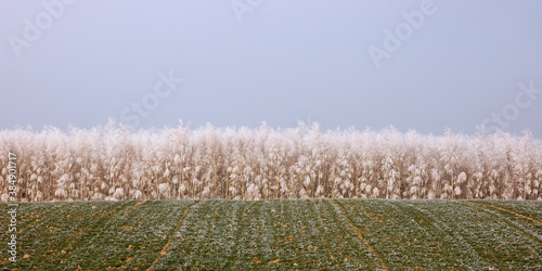 AGRICULTURAL FIELD