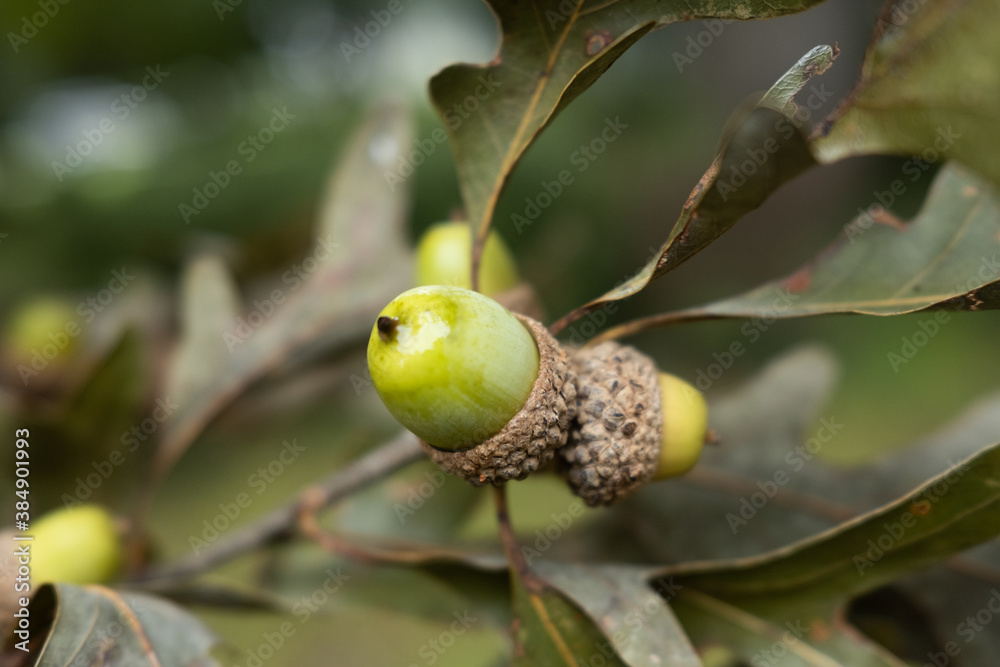 Obraz premium Green Acorns from an Oak Tree in the Early Autumn