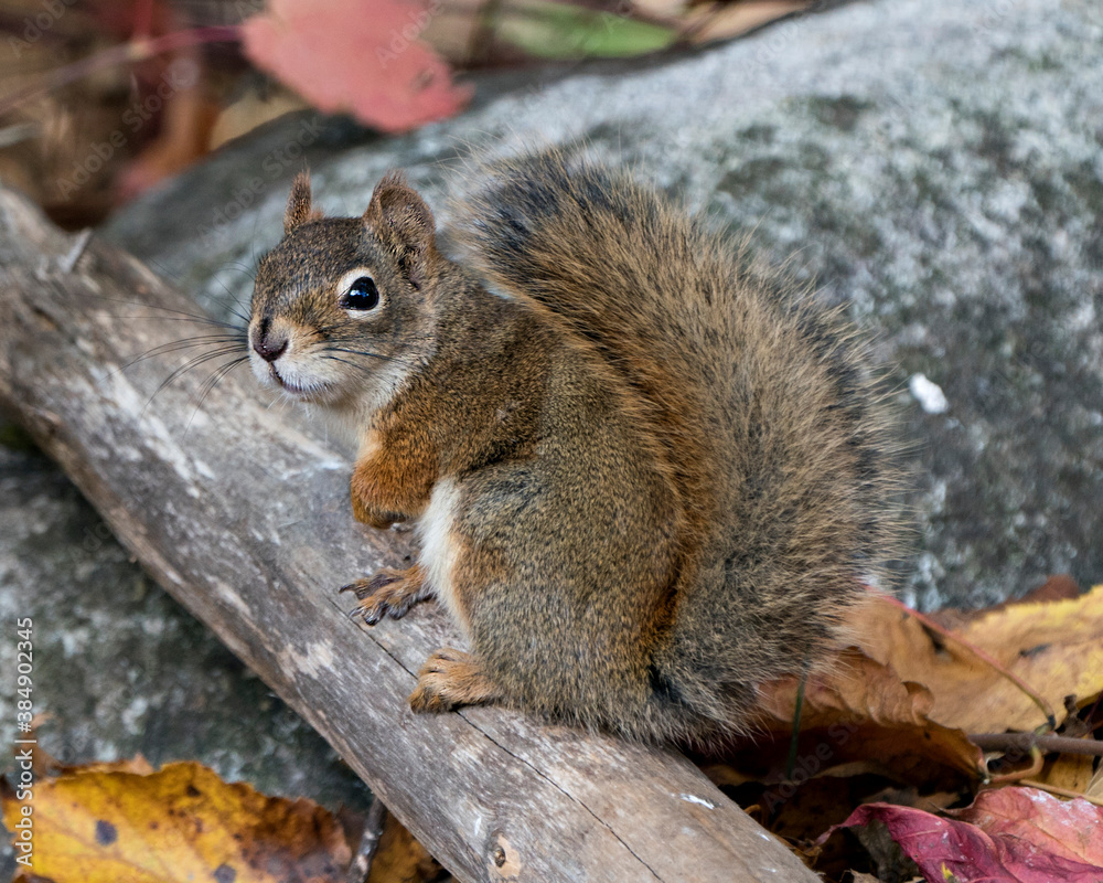 Squirrel Stock Photos. Squirrel close-up profile view sitting on a log in the forest displaying bushy tail, brown fur, nose, eyes, paws with a blur rock background in its habitat and environment. Squirrel Stock Photos. Squirrel close-up profile view sitting on a log in the forest displaying bushy tail, brown fur, nose, eyes, paws with a blur rock background in its habitat and environment.