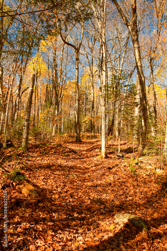 Obraz premium Fall colors on the boreal forest, Quebec, Canada