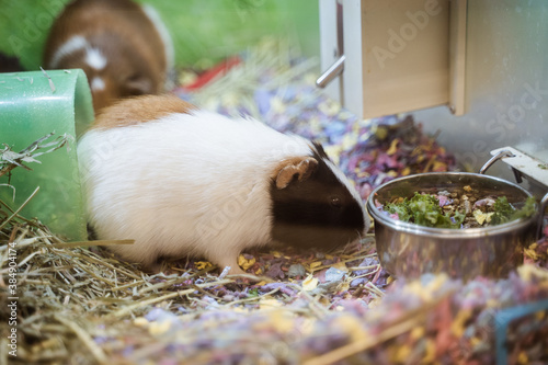 guinea pig in a cage