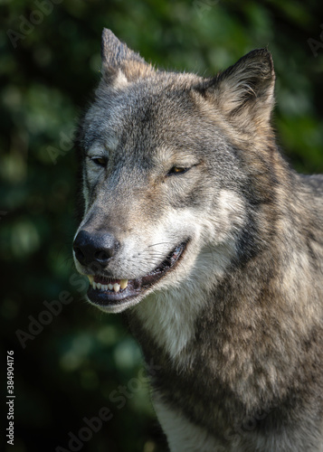 Wolves Howling, Fighting and Playing © Laura Hedien