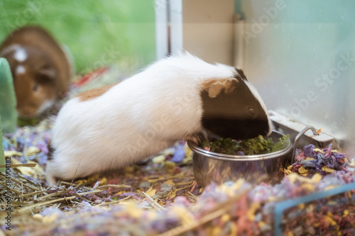 Guinea Pig eting