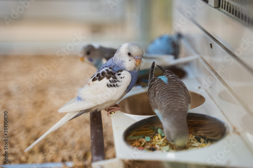 Birds in a pet store