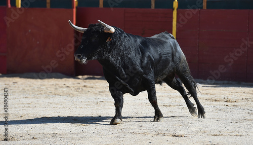a black powertul bull with big horns running on the traditional spectacle of bullfight