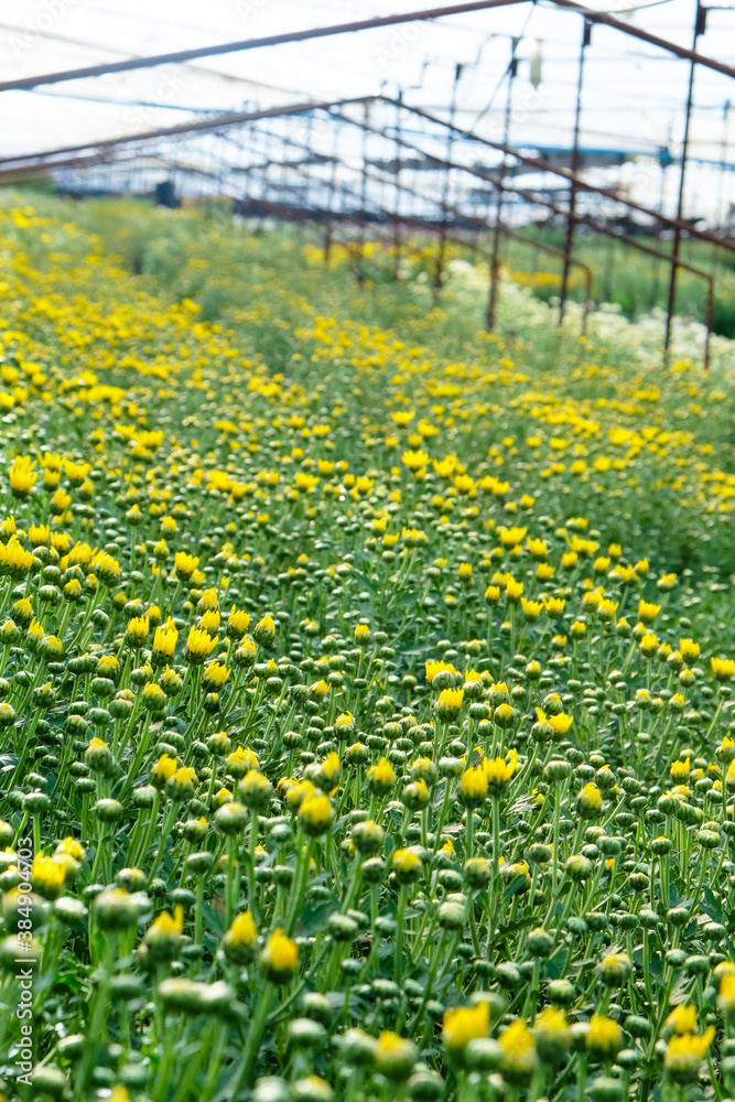 Fototapeta premium View of Gerbera cultivated flower beds and chrysanthemum flowers are being cultivated on a farm in Saraburi, Thailand 