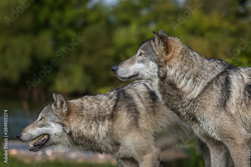 Wolves Howling, Fighting and Playing