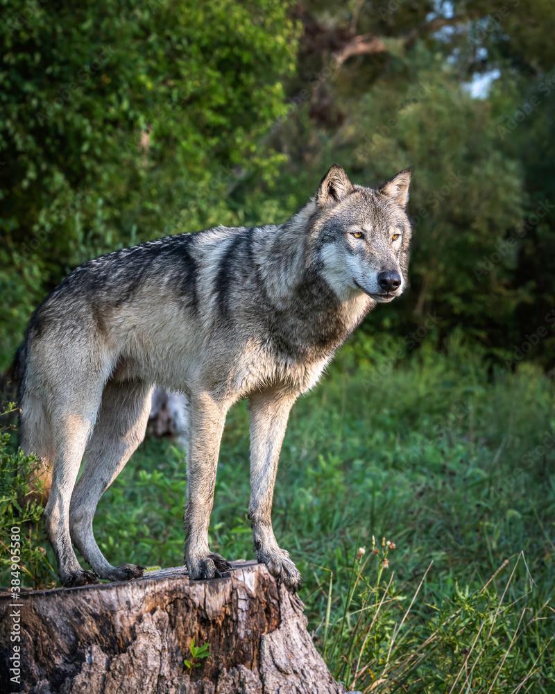 Wolves Howling, Fighting and Playing