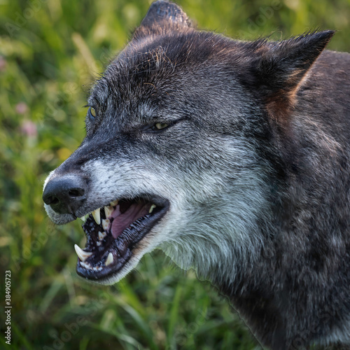 Wolves Howling, Fighting and Playing
