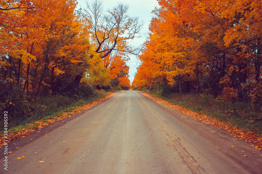  road in autumn forest