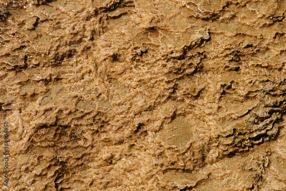 Close-up of water running over thermophiles in Palette Spring at Lower Terraces in Yellowstone National Park, Wyoming Close-up of water running over thermophiles in Palette Spring at Lower Terraces in Yellowstone National Park, Wyoming