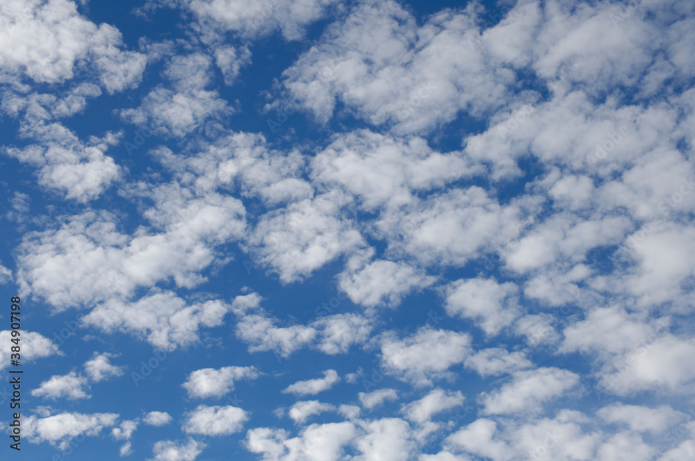 Obraz premium いわし雲