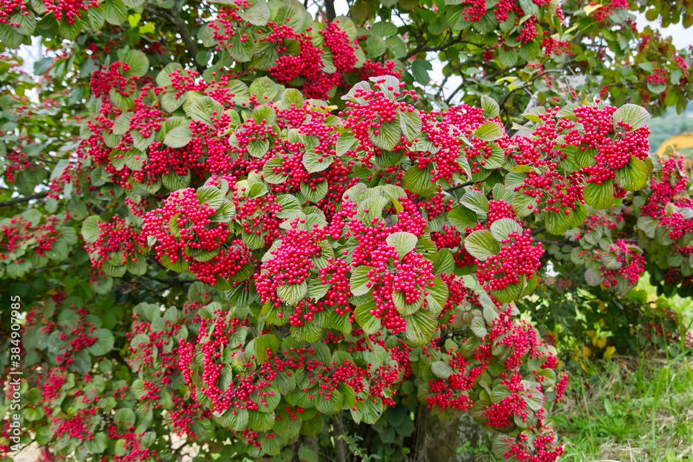 Obraz premium ガマズミ