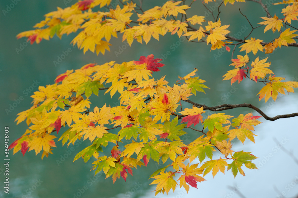 カエデの紅葉 カエデの紅葉