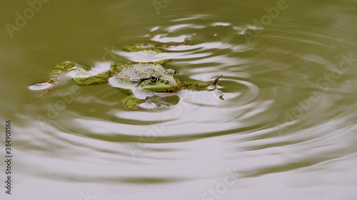  Frog waving his finger out of the water