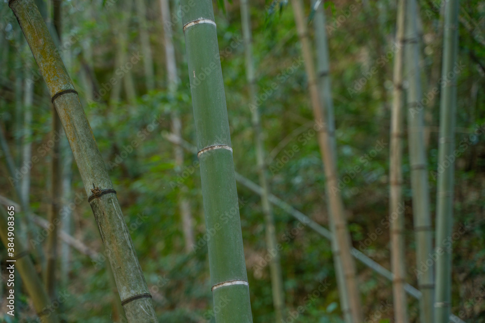 Obraz premium Inside view of a bamboo forest in emerald valley, in Anhui province, China.
