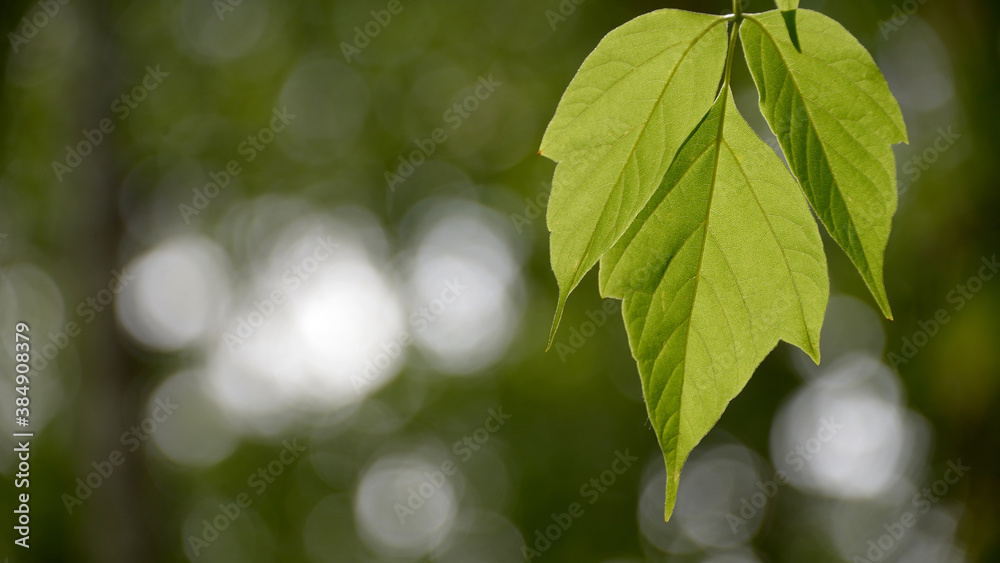 Green leaves screensaver on your desktop Green leaves screensaver on your desktop