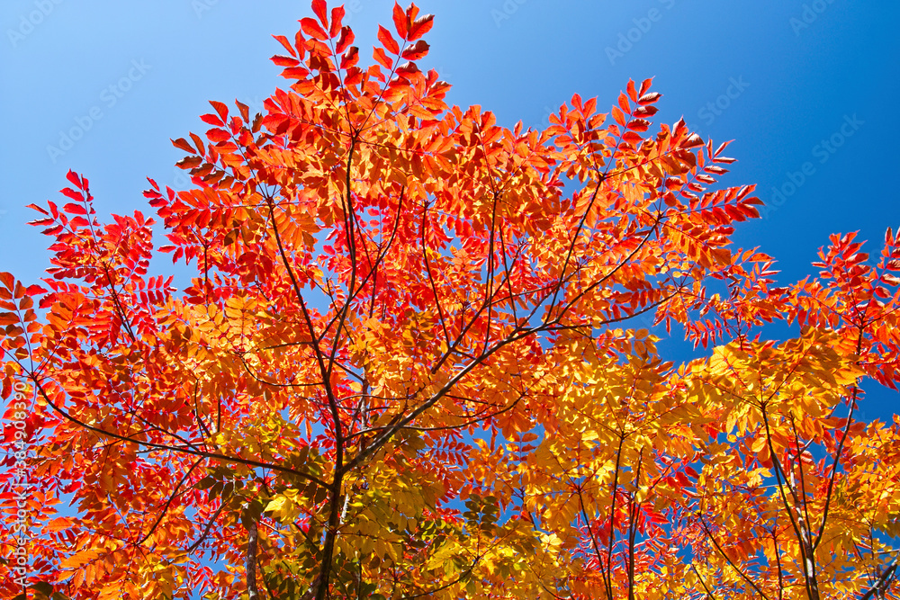 ウルシの紅葉