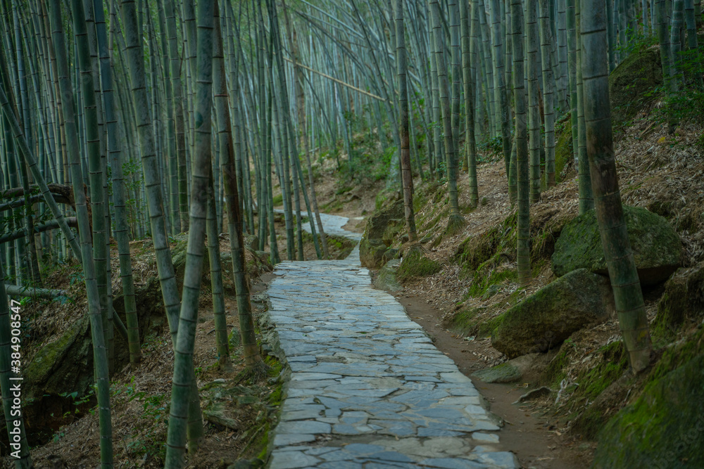 Inside view of a bamboo forest in emerald valley, in Anhui province, China. Inside view of a bamboo forest in emerald valley, in Anhui province, China.