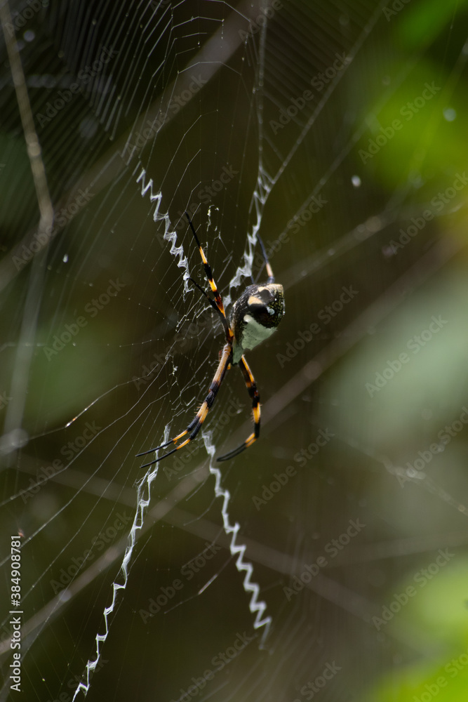 araña