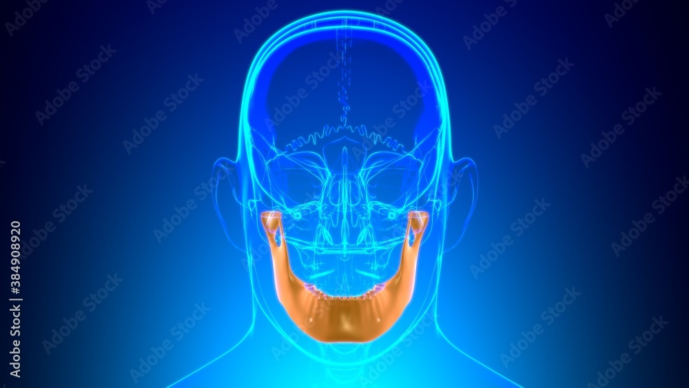 Obraz premium Human Skeleton Skull Mandible Bone Anatomy For Medical Concept