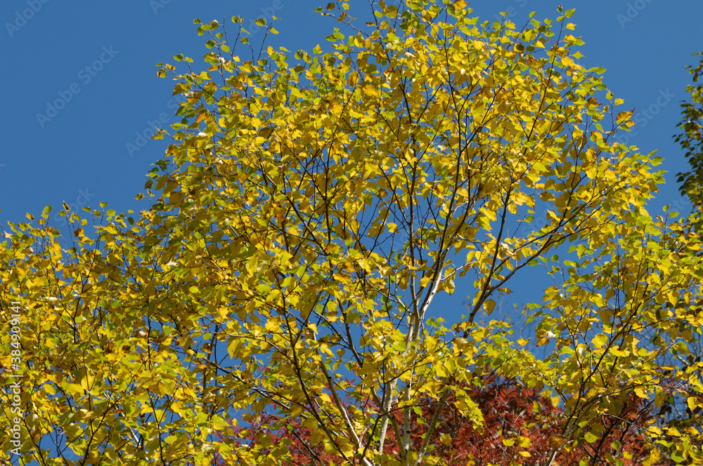 ダケカンバの紅葉