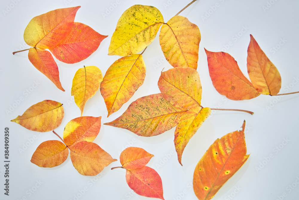 Obraz premium 紅葉の葉