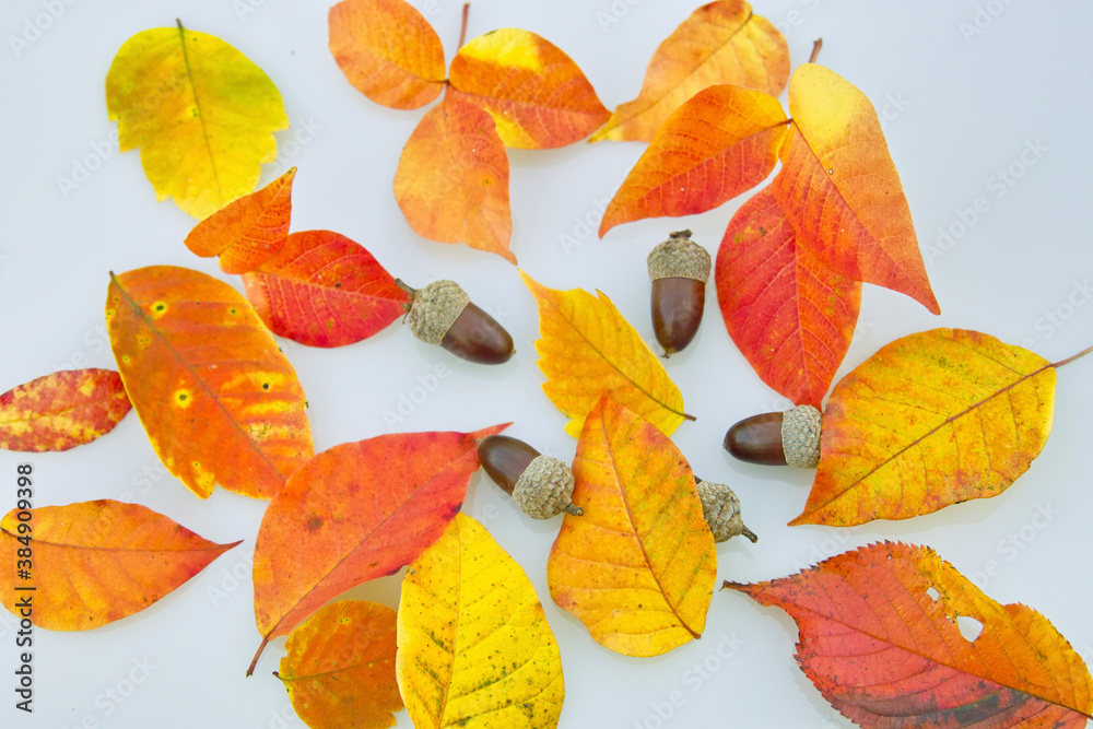 Obraz premium 紅葉の葉