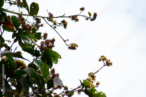 Pitangus Sulphuratus