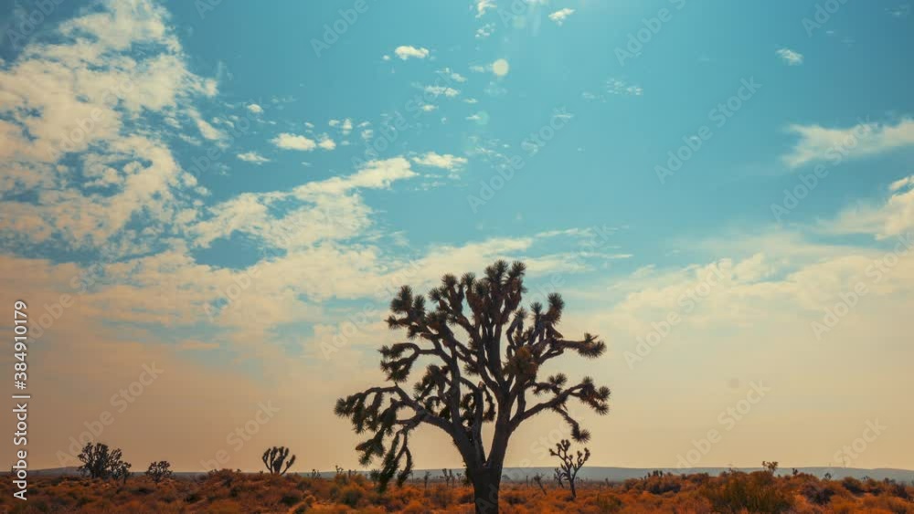 Clouds form and dissipate as they roll across the sky above a lonely Joshua tree - wide angle time lapse