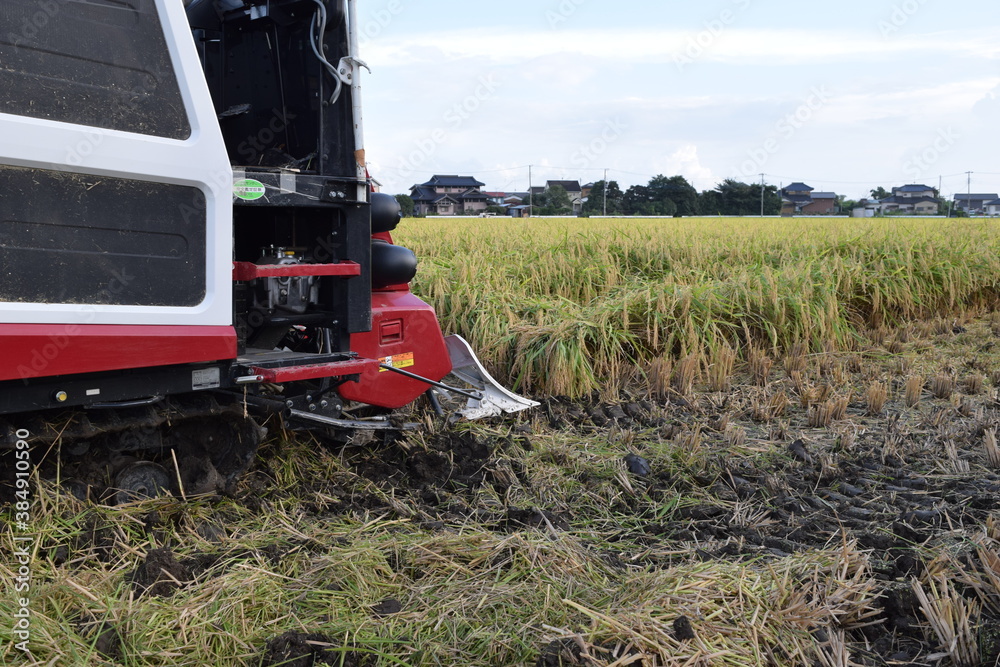 Fototapeta premium コンバインで新米の収穫作業中