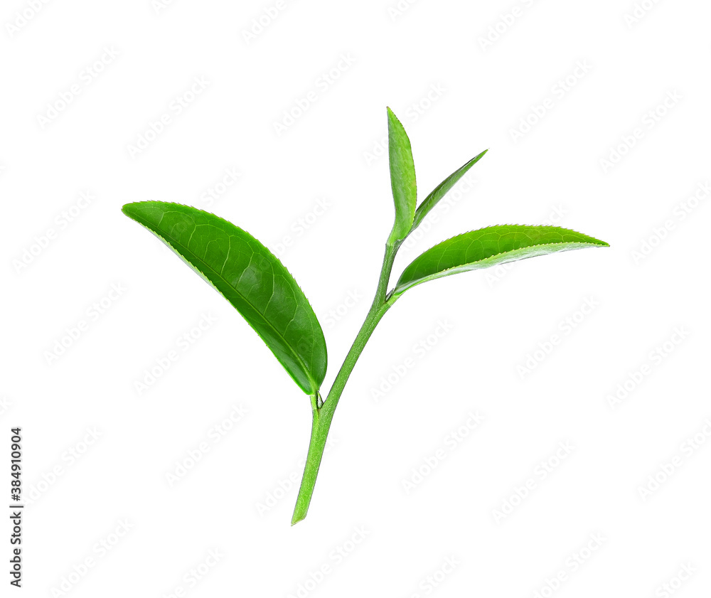 Green tea leaf isolated on white background Green tea leaf isolated on white background