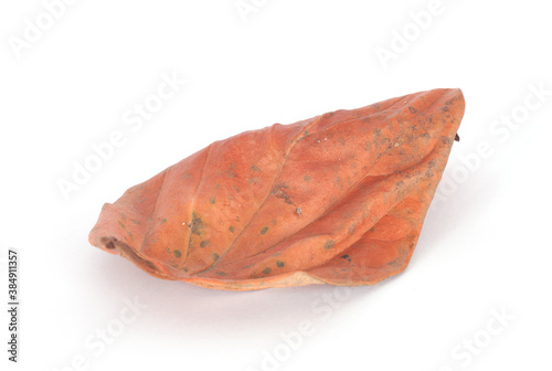 A yellow persimmon leaf on white background