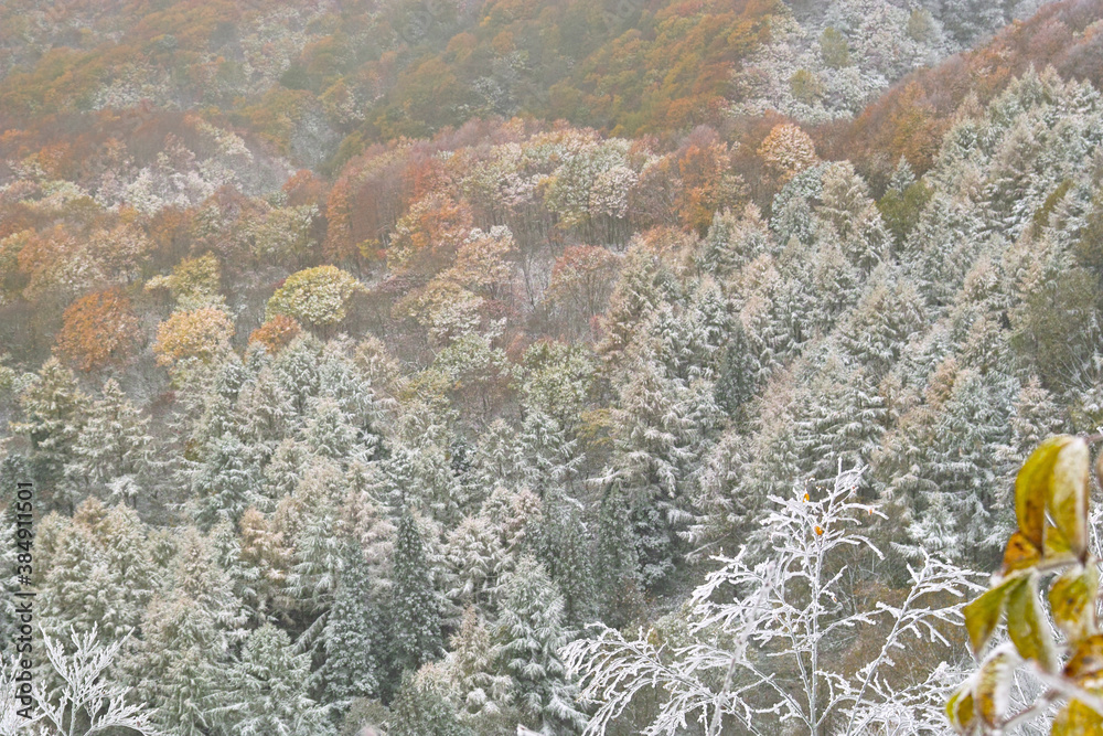 Naklejka premium 紅葉と霧氷