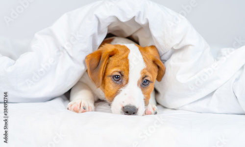 Little jack russell terrier puppy falls asleep lying on the bed at home under a large white blanket © Ermolaeva Olga