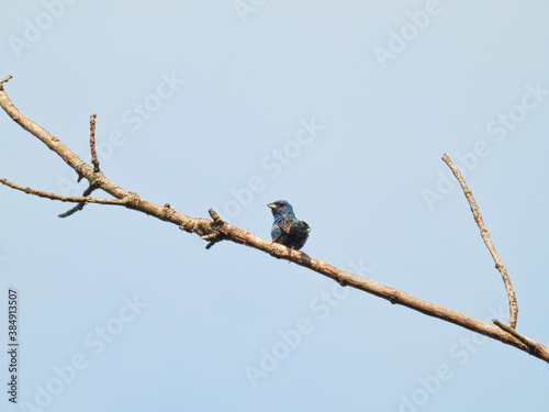 Indigo Bunting Bird with Vibrant Dark Blue Feathers is Perched on Tree Branch with Bright Blue Sky in Background 