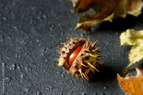 Autumn leaves and fresh chestnut in shell on black background. The spiny shell of the chestnut partially detached.