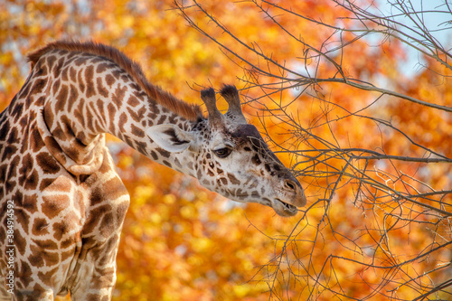 A magnificent giraffe eating leaves in an autumnal forest with changing colours