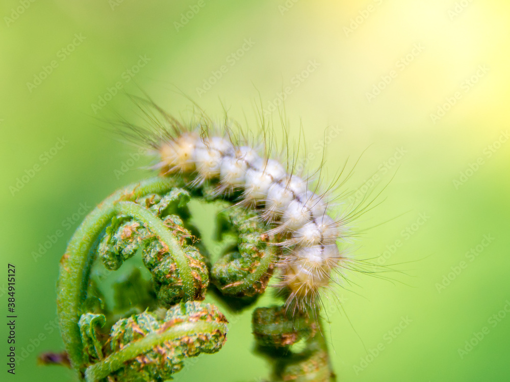 Naklejka premium hairy caterpillar on fern shoots with Blank for text, selective focus