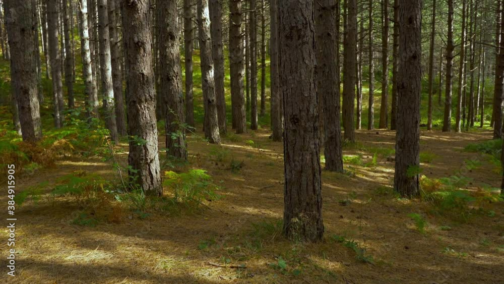 Walking inside dark forest with pine trees crossing through trunks at morning Walking inside dark forest with pine trees crossing through trunks at morning