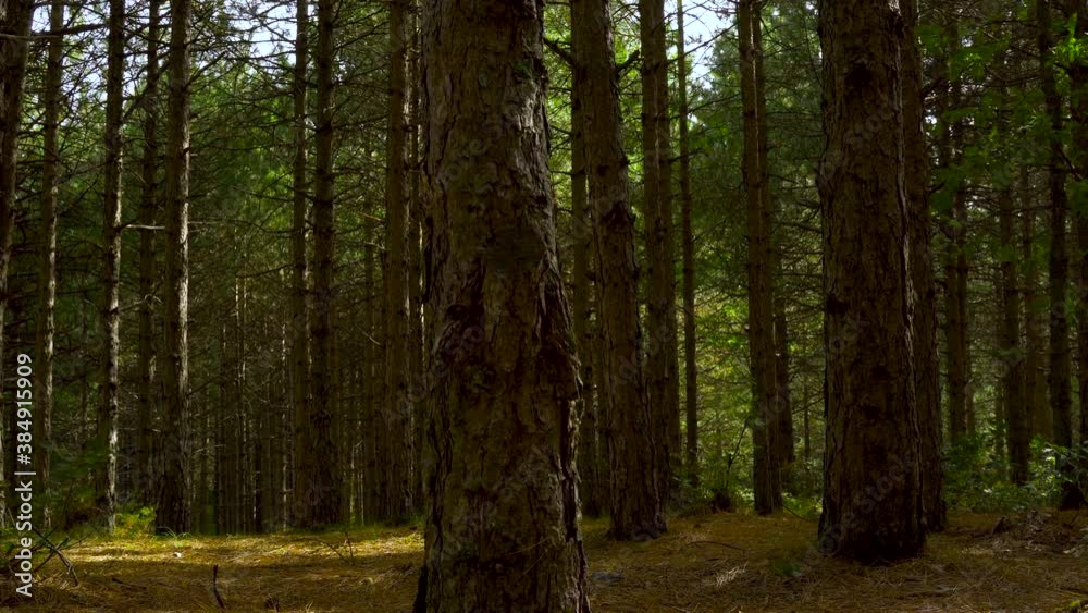 Forest with pine trees and green leaves at morning, slow pan shot Forest with pine trees and green leaves at morning, slow pan shot