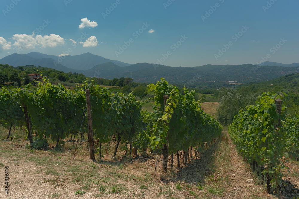 Irpinia, view of the Aglianico vineyards. Green rows under a beautiful blue sky.